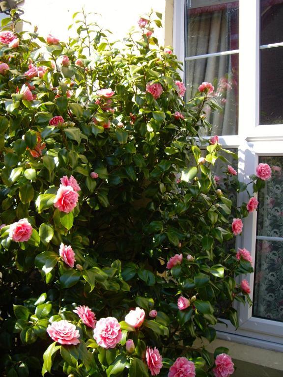 Nottingham Lodge Bed & Breakfast Nottingham